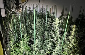 Polizei Lippe: POL-LIP: Schieder-Schwalenberg. Cannabis-Plantage entdeckt.