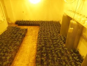 POL-DN: Cannabisplantage ausgehoben