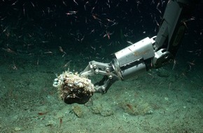 Universität Bremen: Leben am Ozeanboden: Ausstellung „3.688 Meter unter dem Meeresspiegel“ im Haus der Wissenschaft