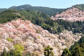 Mindfulness in allen Facetten: gute Gründe für andere Japanreisen