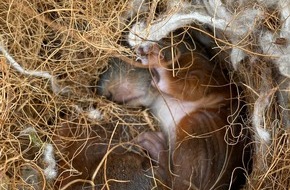 Feuerwehr Dortmund: FW-DO: Feuerwehr rettet zwei Eichhörnchen-Babys aus Regenrohr