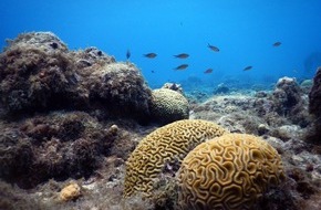 Leibniz-Zentrum für Marine Tropenforschung GmbH: Antifouling-Beschichtungen: Starthilfe für Korallenlarven?