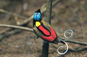 NATIONAL GEOGRAPHIC DEUTSCHLAND: Paradiesische Vielfalt: NATIONAL GEOGRAPHIC DEUTSCHLAND zeigt erstmals alle 39 Arten der Paradiesvögel (BILD)