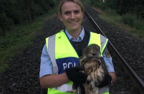 Bundespolizeidirektion Sankt Augustin: BPOL NRW: Bundespolizei rückt zum Rettungseinsatz aus, Greifvogel in den Bahngleisen