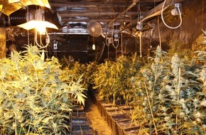 Kreispolizeibehörde Höxter: POL-HX: Cannabis-Plantage in Nieheim-Sommersell entdeckt