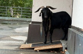 Polizeipr&auml;sidium Ulm: POL-UL: (GP) G&ouml;ppingen - Tier ausgeb&uuml;xt / Am Freitag hielt ein Ziegenbock in G&ouml;ppingen und Faurndau die Einsatzkr&auml;fte auf Trab.