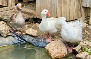 Gesellschaft Schweizer Tierärztinnen und Tierärzte (GST): Communiqué de presse: La SVS dit Oui à l’initiative sur le foie gras et à l’initiative fourrure