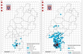 Hessisches Landesamt für Naturschutz, Umwelt und Geologie: Invasive Arten in Hessen: Die Asiatische Hornisse - HLNUG informiert zur Ausbreitung und ruft zu Meldungen auf