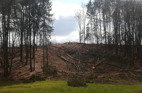 Polizeipräsidium Westpfalz: POL-PPWP: 3.000 Quadratmeter Bäume illegal gefällt