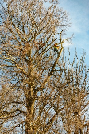 TransnetBW und Netze BW stärken gemeinsam Ökologisches Trassenmanagement