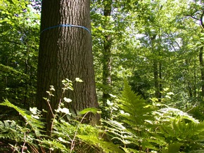 Berlin bekommt fünfzigsten FriedWald in Deutschland / Alternative Bestattungen werden immer beliebter (BILD)