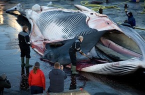 IFAW Deutschland: Island vor Wiederaufnahme des Walfangs: Countdown f&uuml;r umstrittene Jagd l&auml;uft