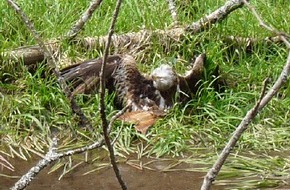 Polizei Düren: POL-DN: Eingefangener Greifvogel lag tot im Teich
