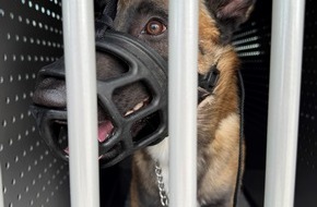 Polizei Dortmund: POL-DO: Nach viralen Social Media Video: Polizei nimmt Hund in Obhut