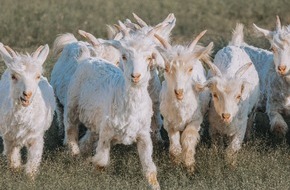 Aid by Trade Foundation: The Good Cashmere Standard® (GCS) launched its third model farm in Inner Mongolia, China.