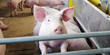 Universität Hohenheim: Schweinehaltung: Weniger Ammoniak-Emissionen aus dem Stall