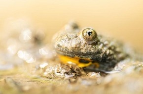 Heinz Sielmann Stiftung: PM Der Trockenheit zum Trotz: Amphibienverbund S&uuml;dbayern besteht Stresstest