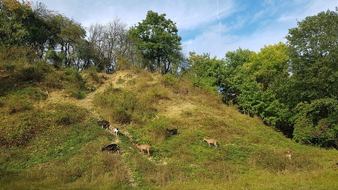 Universität Osnabrück: Mäh statt Mähen: Weidetiere sollen den Neuaustrieb von Jungpflanzen im Botanischen Garten der Uni Osnabrück begrenzen