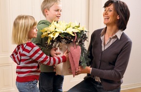 Stars for Europe GbR: Am 12. Dezember ist "Poinsettia Day" (mit Bild)