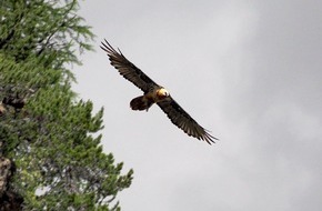 3sat: "NETZ NATUR: Im Kreis der Geier" / 3sat zeigt Naturreportage aus der Schweiz über die Rückkehr der Bartgeier