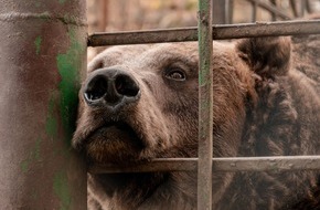 VIER PFOTEN - Stiftung für Tierschutz: Tierschutz auch in Zeiten des Krieges: VIER PFOTEN rettet ehemaligen «Restaurant-Bären» in der Ukraine