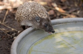 VIER PFOTEN - Stiftung für Tierschutz: La faune sauvage et les animaux de compagnie souffrent aussi de la sécheresse et la chaleur