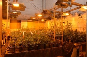 Polizeidirektion Hannover: POL-H: Gemeinsame Pressemitteilung der Staatsanwaltschaft Hannover und der Polizeidirektion Hannover
Laatzen und Sehnde: Indoorplantagen mit 2000 Marihuana-Pflanzen gefunden