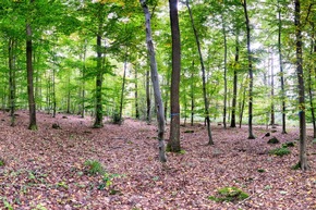 FriedWald Euskirchen genehmigt – ab sofort Termine möglich