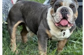 Landespolizeiinspektion Nordhausen: LPI-NDH: Hund entlaufen - Zeugenaufruf