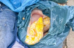 Kreispolizeibehörde Soest: POL-SO: Zeugen finden toten Netzpython neben Altkleidercontainer