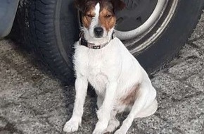 Polizeiinspektion Emsland/Grafschaft Bentheim: POL-EL: Lorup - Hundebesitzer gesucht