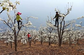 ProSieben: Ausgerottet: In einem Obstanbaugebiet Chinas summt keine Biene mehr! "Green Seven 2015: Save the Bees" auf ProSieben