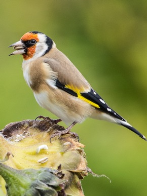 Pressemitteilung: Wilde Nacht