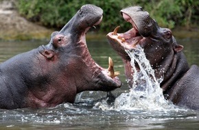 Nat Geo Wild: Der Mai wird bissig: National Geographic WILD widmet sich einen Monat lang den gefährlichsten Jägern des Tierreichs