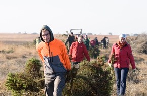 Bergwaldprojekt e.V.: PRESSEMITTEILUNG: Fast 90 Freiwillige mit dem Bergwaldprojekt im Einsatz für die Artenvielfalt auf Hiddensee