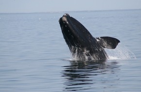 Whale & Dolphin Conservation gGmbH: Walschutz in den USA: Nordkaper-Zahlen steigen langsam