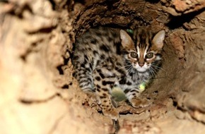 IFAW Deutschland: Mehr Schutz f&uuml;r Chinas Wildtiere