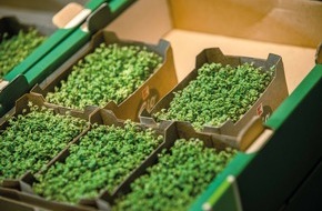 Kaufland: Erste Silphie-Verpackungen bei Kaufland / PreZero bringt mit OutNature nachhaltige Verpackungen auf Basis der Silphie-Pflanze in den Handel