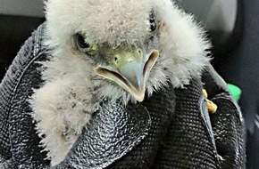 Polizeidirektion Hannover: POL-H: Foto!
Polizisten retten Greifvogelküken