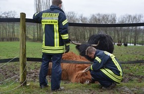 Feuerwehr Mülheim an der Ruhr: FW-MH: Kuh aus Elektrozaun befreit