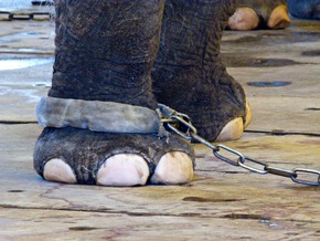 Nach Italien beschließt Irland Verbot von Wildtieren im Zirkus / VIER PFOTEN fordert Wildtierverbot auch in Deutschland