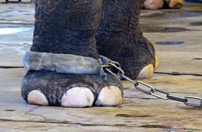 Vier Pfoten - Stiftung für Tierschutz: Nach Italien beschließt Irland Verbot von Wildtieren im Zirkus / VIER PFOTEN fordert Wildtierverbot auch in Deutschland