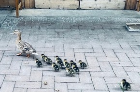 Feuerwehr Dinslaken: FW Dinslaken: Feuerwehr Dinslaken rettet Entenfamilie aus ungew&ouml;hnlicher Lage