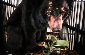 Vier Pfoten - Stiftung für Tierschutz: Warum das Leiden drei vietnamesischer Bären endlich ein Ende hat: VIER PFOTEN bringt erste Bären in neues Tierschutzzentrum in Ninh Binh