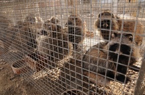 VIER PFOTEN - Stiftung für Tierschutz: Neue Studien weisen auf Tiermarkt in China als Ausgangspunkt der COVID-19-Pandemie hin