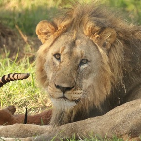 Thanda Safari begrüsst 2 Könige - 20 Jahre Wildtierschutz: Löwenpopulation weiter gestärkt