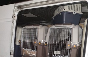 Polizei Düsseldorf: POL-D: Düsseldorf - Verdacht des illegalen Tiertransports - Polizei rettet 34 Welpen und Junghunde - Zwei Tatverdächtige festgenommen