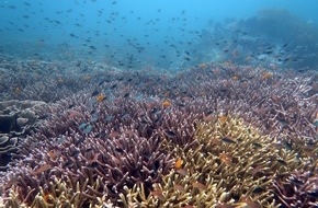 Leibniz-Zentrum f&uuml;r Marine Tropenforschung GmbH: Marine Hitzewellen und Korallenbleiche: Warum sich manche Riffe schneller erholen als andere