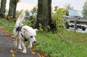 TASSO e.V.: TASSO-Pressemitteilung: Sicher ist sicher - die Haftpflichtversicherung ist ein Muss für Tierhalter