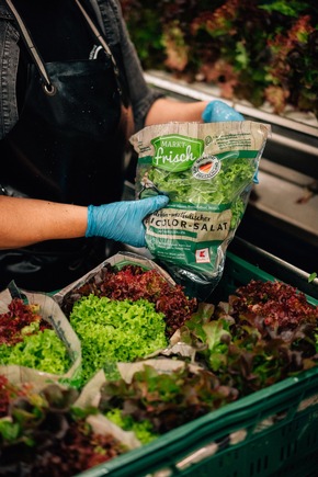 Salat bei Kaufland aus Deutschlands modernstem Gewächshaus